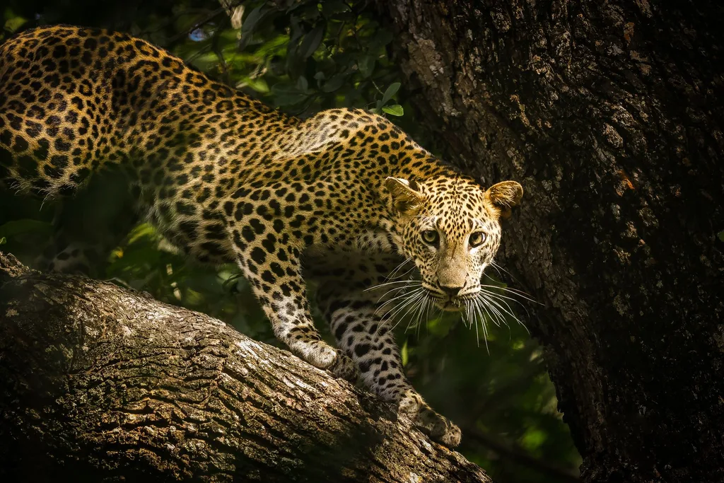 Wild Ceylon