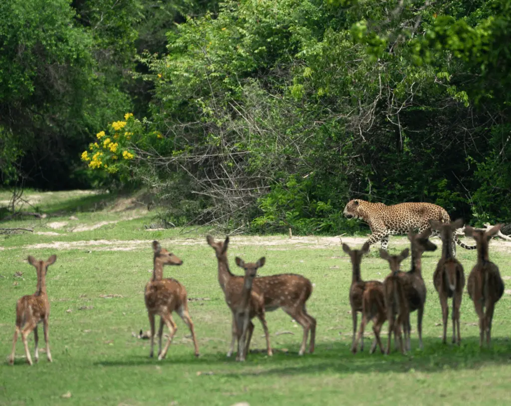 Wildlife Photography Safari